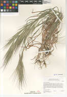 Image of ripgut brome