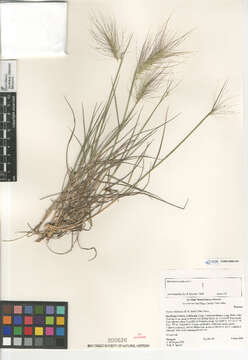 Imagem de Elymus multisetus (J. G. Sm.) Burtt Davy