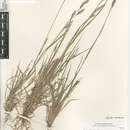 Image of Bromus catharticus catharticus