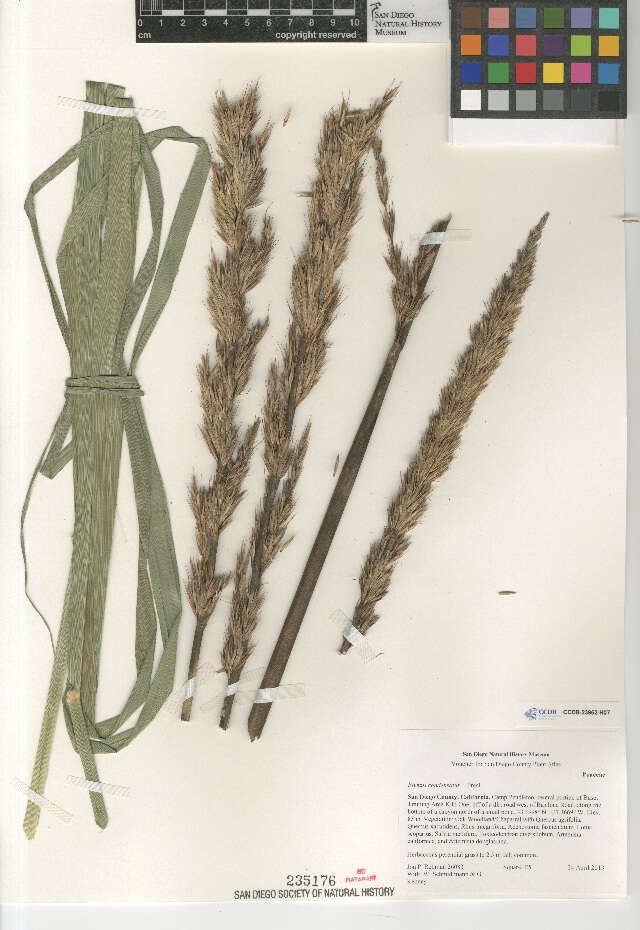 Image of giant wildrye
