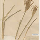 Image of Weeping fingergrass