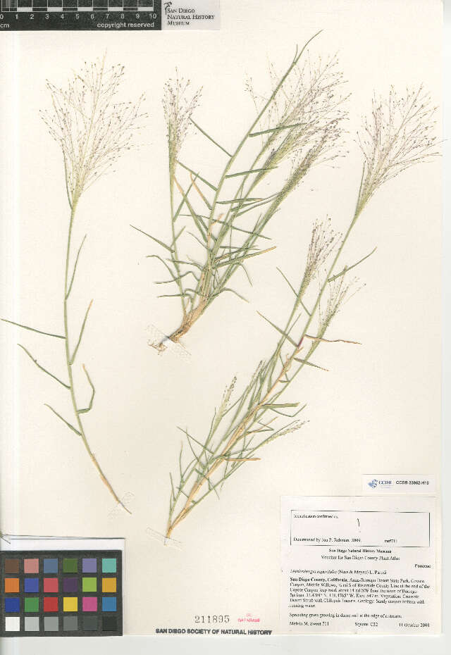 Imagem de Muhlenbergia asperifolia (Nees & Meyen ex Trin.) Parodi