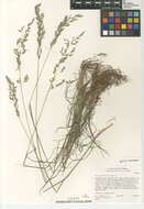 Image of Poa secunda secunda