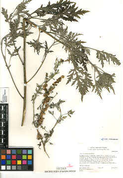 Image of flatspine bur ragweed