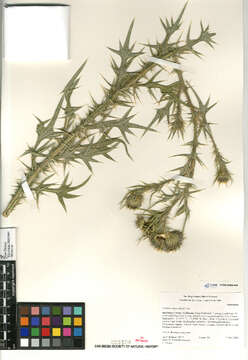 Image of Spear Thistle