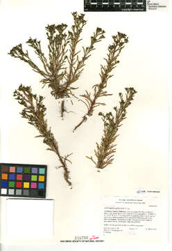 Image of amblyopappus