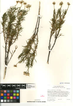 Image of narrowleaf goldenbush