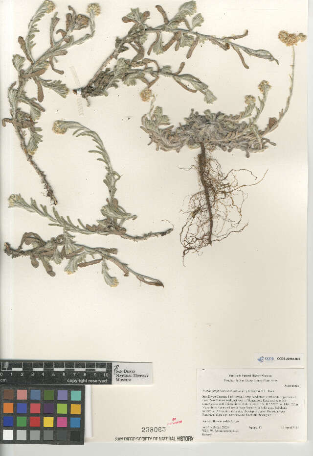 Image of Jersey cudweed