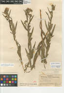 Image de Symphyotrichum lanceolatum hesperium
