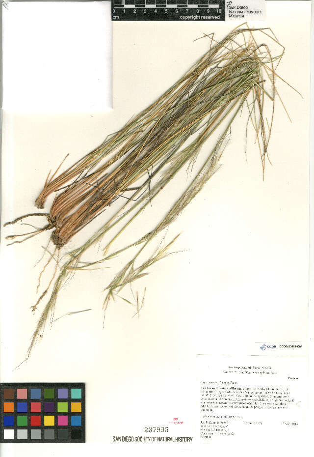 Image of desert needlegrass