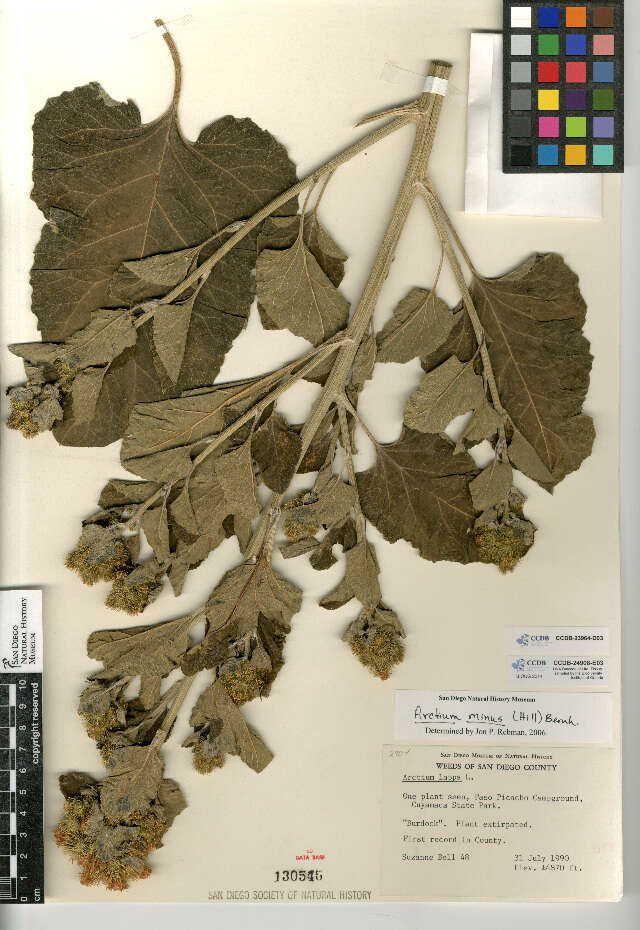 Image of common burdock