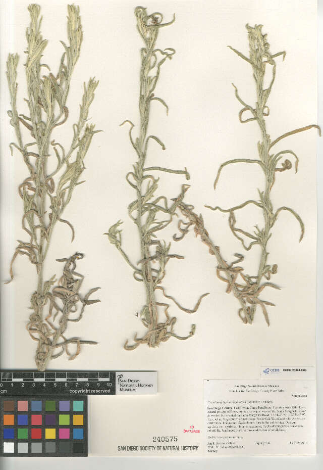 Image de Pseudognaphalium beneolens (A. Davids.) A. A. Anderberg