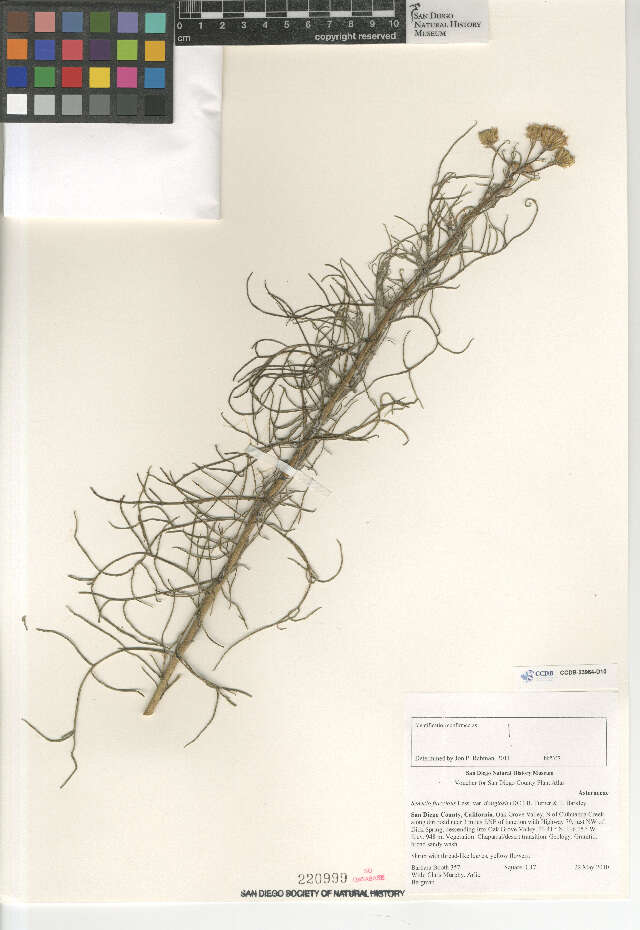 Image of Senecio flaccidus douglasii