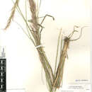 Image of Stipa parishii parishii