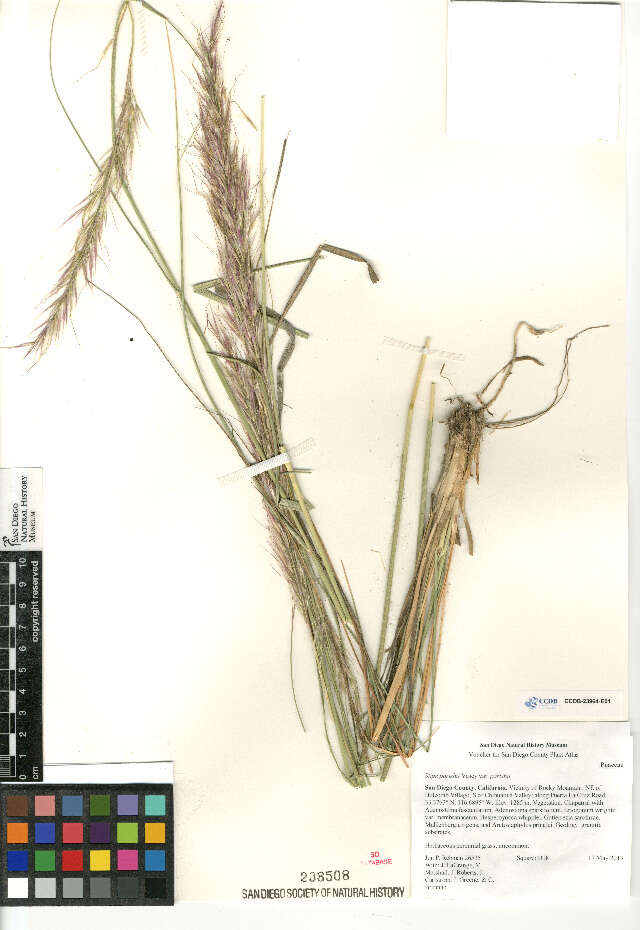 Image of Stipa parishii parishii