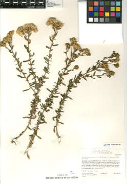 Image de Isocoma menziesii vernonioides