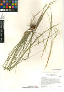 Imagem de Stipa occidentalis californica