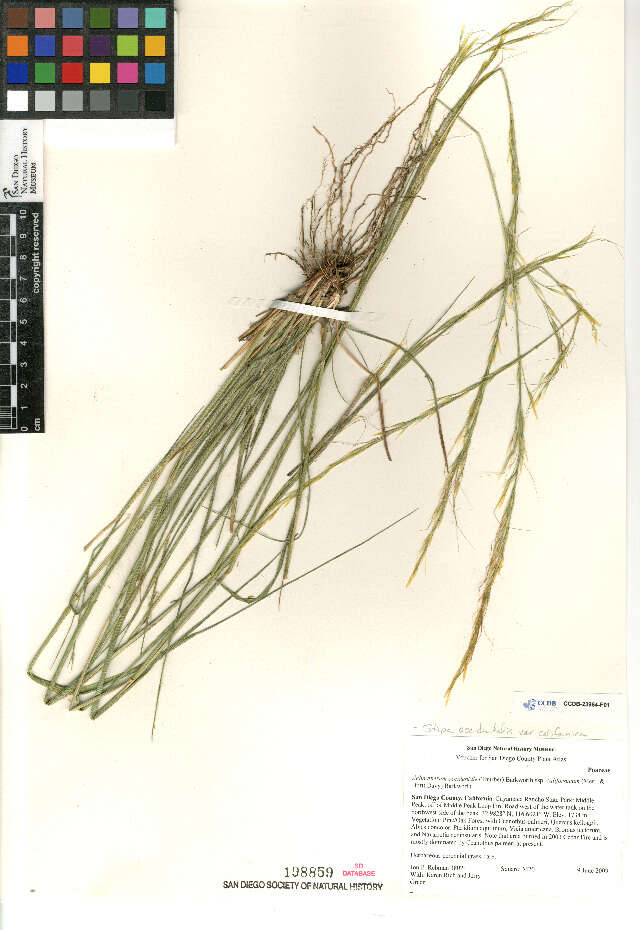 Image of Stipa occidentalis californica