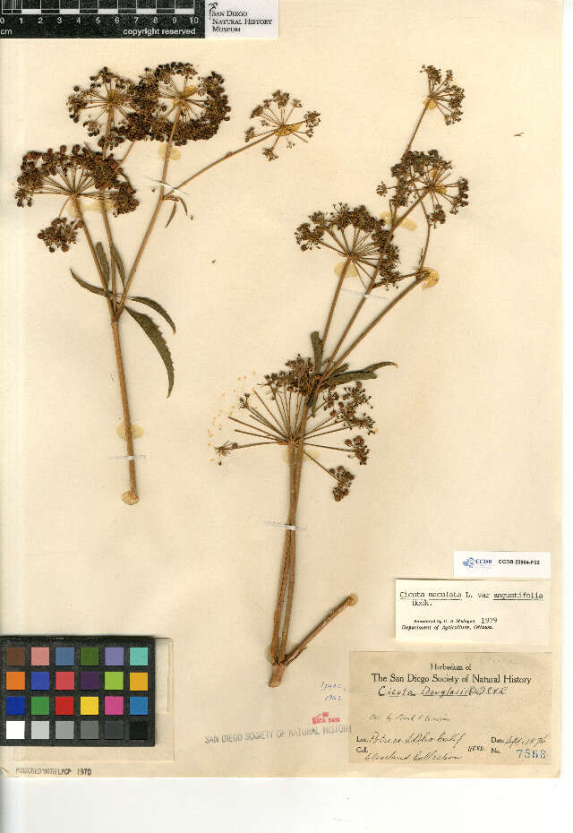 Cicuta maculata angustifolia resmi