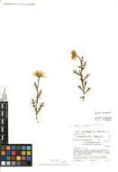 Image of corndaisy