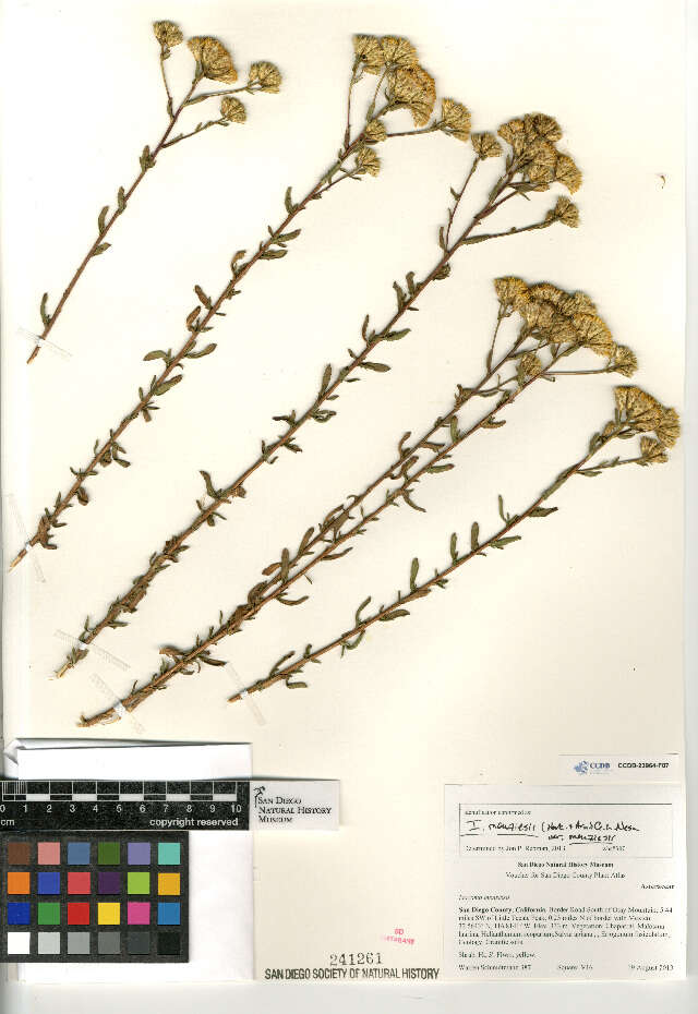 Image of Isocoma menziesii menziesii