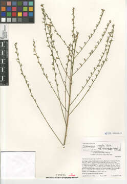 صورة Stephanomeria virgata pleurocarpa