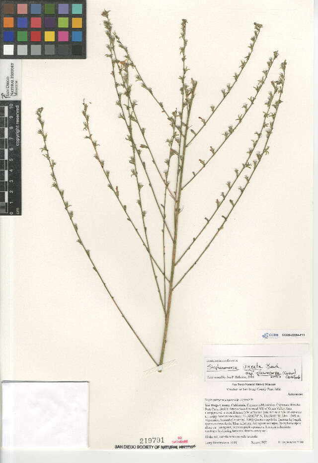 Image de Stephanomeria virgata pleurocarpa