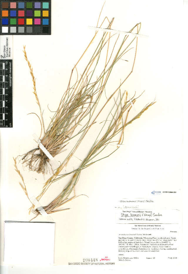 Imagem de Stipa lemmonii