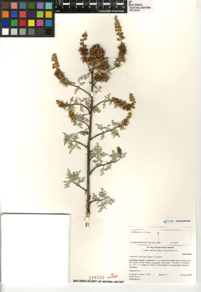 Image of silver bur ragweed
