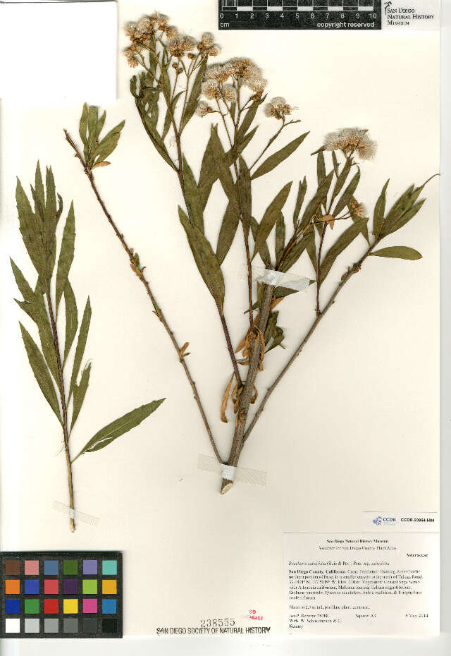 Image of Baccharis salicifolia salicifolia