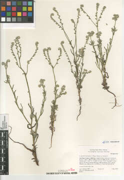 صورة Cryptantha intermedia intermedia