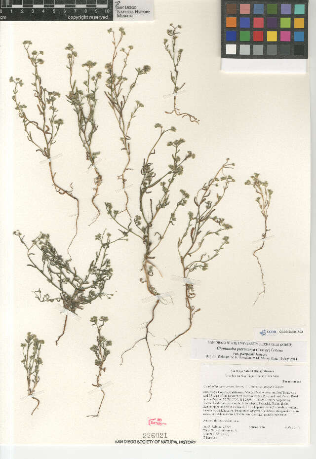 Plancia ëd Cryptantha pterocarya purpusii