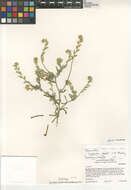 صورة Cryptantha ganderi I. M. Johnst.