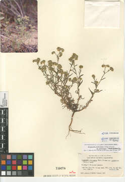 صورة Cryptantha pterocarya pseudocycloptera