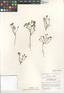 Image of redroot cryptantha