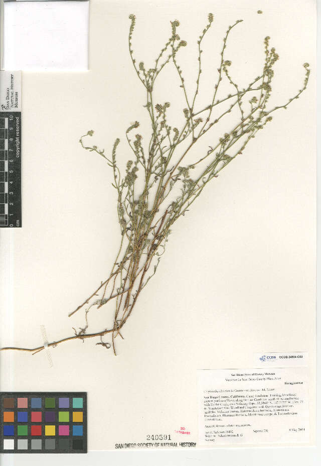 Image of Cryptantha clevelandii florosa