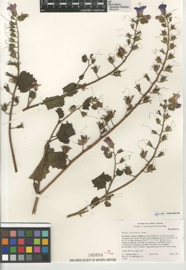 Image of wild canterbury bells