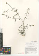 صورة Cryptantha nevadensis Nels. & Kennedy