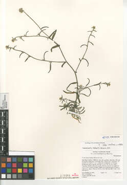 صورة Cryptantha nevadensis Nels. & Kennedy