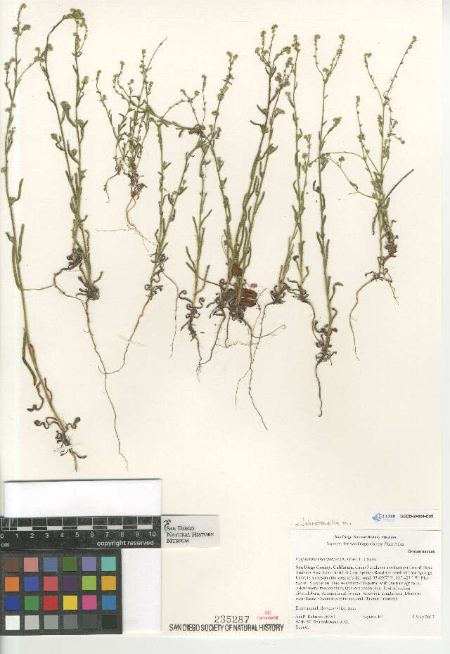 Image of pygmyflower cryptantha