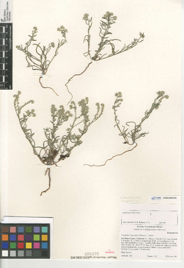 Image of Panamint cryptantha