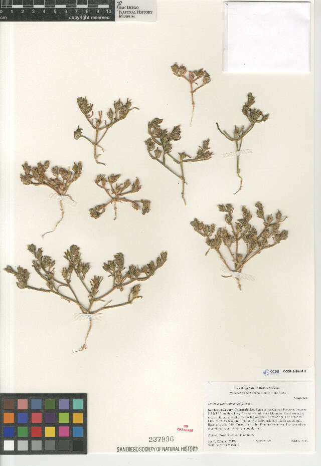 Image of slenderleaf iceplant