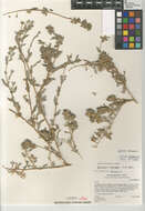 Image of Atriplex crassipes J. Black