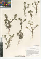 صورة Cryptantha maritima (Greene) Greene