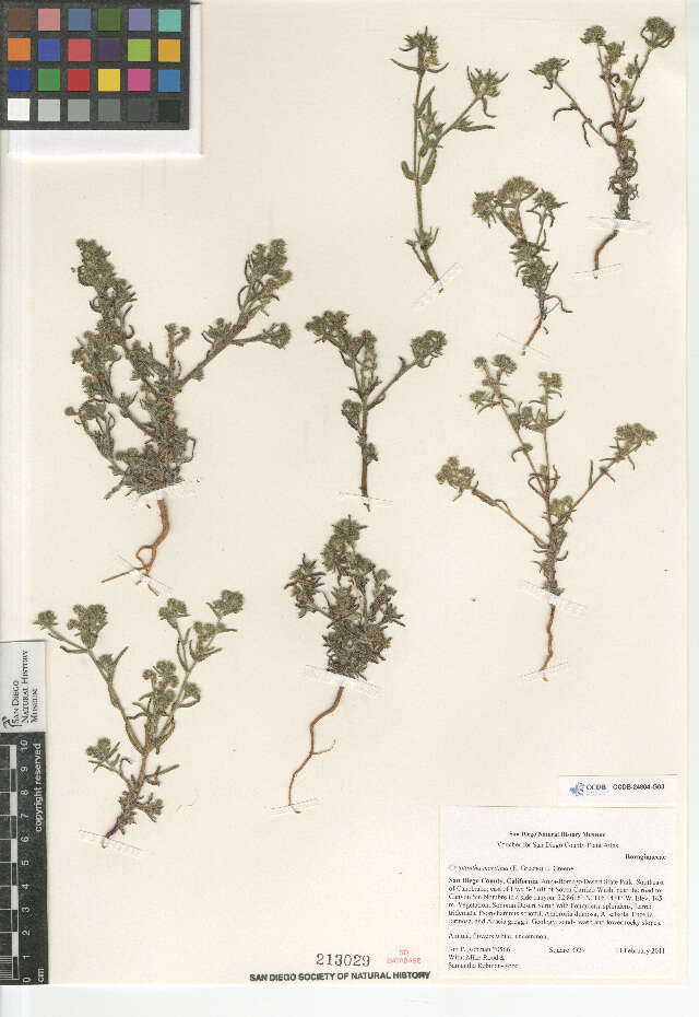 Слика од Cryptantha maritima (Greene) Greene