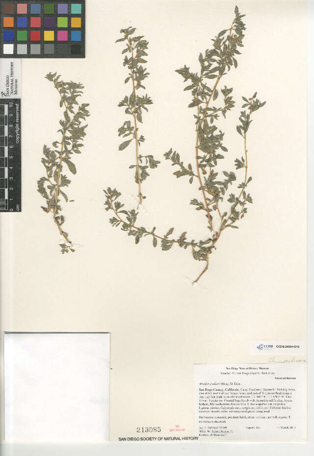 Image of Coulter's Saltbush