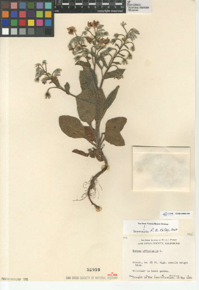 Image of borage