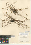 Image of Plagiobothrys reticulatus rossianorum