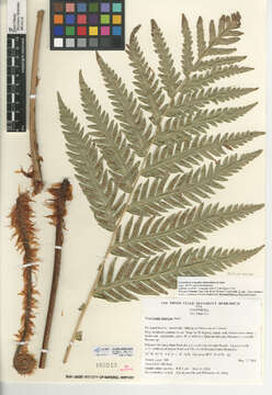 Image of giant chain fern