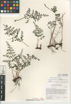 Image of Pellaea andromedifolia var. pubescens